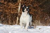 BOULEDOGUE FRANCAIS 972